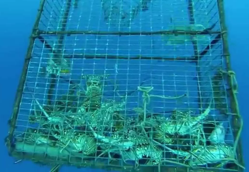 深海水產養殖網